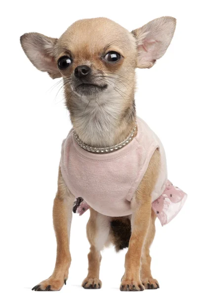 Chihuahua ubrany, 2 lat, stojąc przed białym tle — Zdjęcie stockowe