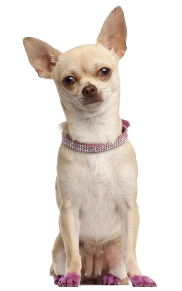 Chihuahua in pink, 11 months old, sitting in front of white background — Stock Photo, Image