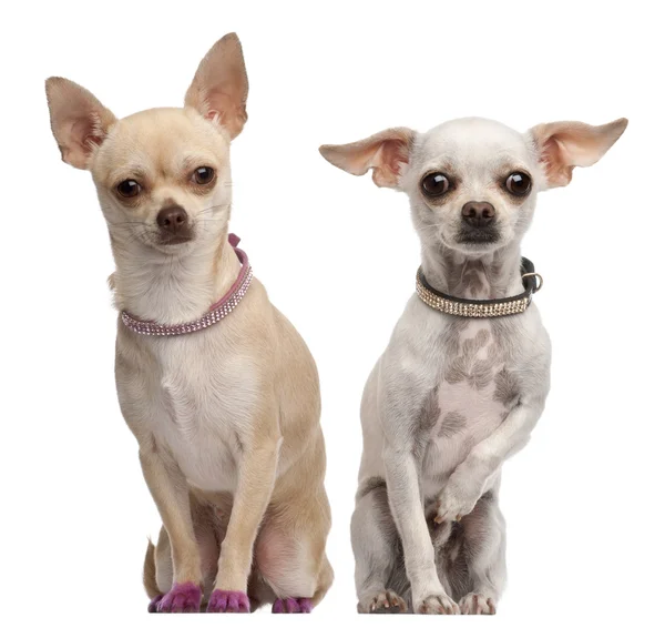 Two Chihuahuas, 2 years old and 11 months old, sitting in front of white background — Stock Photo, Image