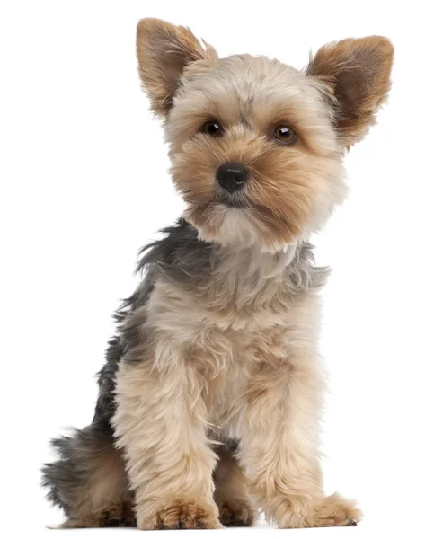 Yorkshire Terrier, 7 months old, sitting in front of white background — Stock Photo, Image