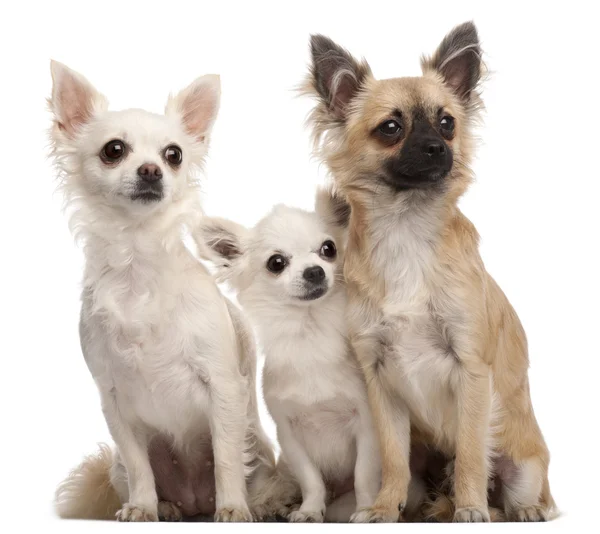 Három Chihuahuas, 5 éves és 8 hónapos, fehér háttér előtt ülve — Stock Fotó