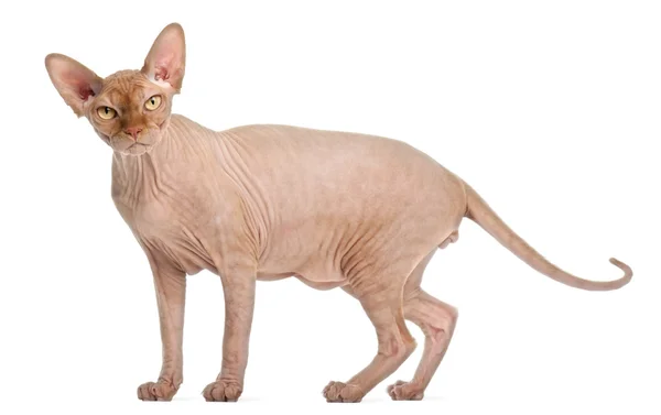 Sphynx kočka stojící před bílým pozadím — Stock fotografie