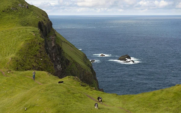 Mannen och hans hundar vandring på mykines, Färöarna — Stockfoto