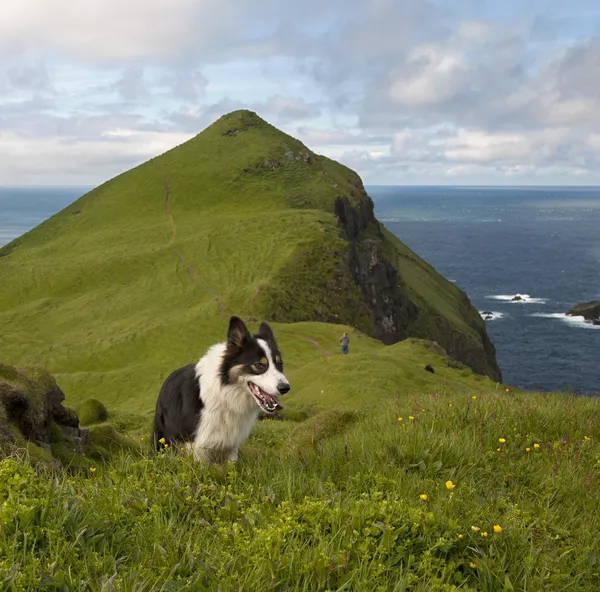Człowiek i jego psy piesze wycieczki na mykines, Wyspy Owcze — Zdjęcie stockowe