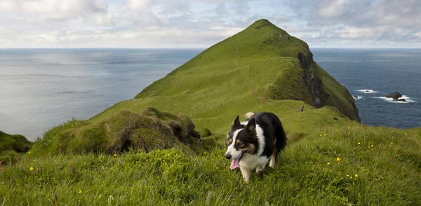 Hombre y sus perros de excursión en Mykines, Islas Feroe —  Fotos de Stock