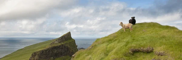 Schafe auf Mykinen, Färöer-Inseln — Stockfoto