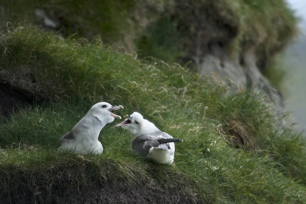 Seagulls on Mykines, Faroe Islands — Stock Photo, Image