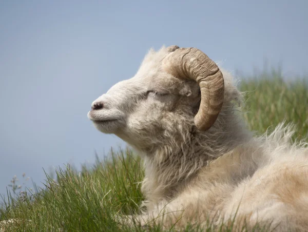 stock image Sheep on Mykines, Faroe Islands