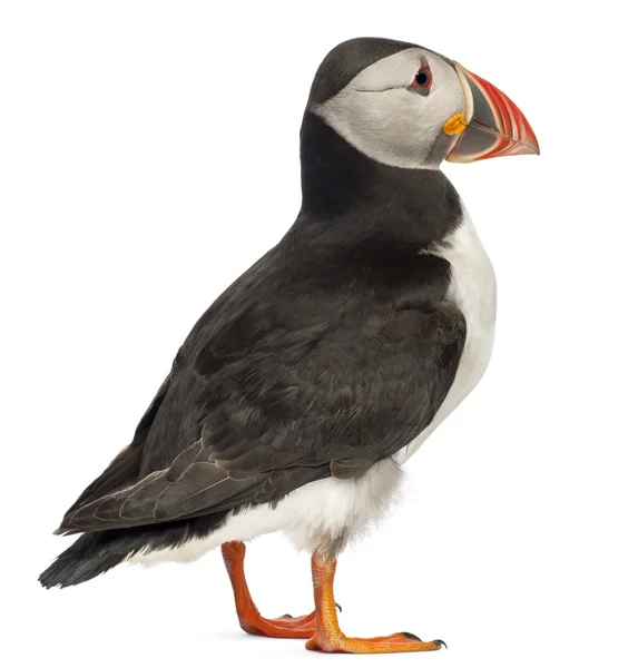 Atlantic Puffin or Common Puffin, Fratercula arctica, in front of white background — Stok fotoğraf
