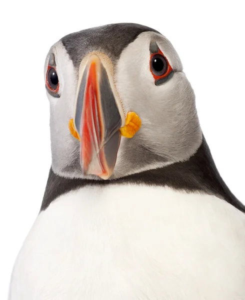 Close-up of Atlantic Puffin or Common Puffin, Fratercula arctica, in front of white background — Stock Photo, Image