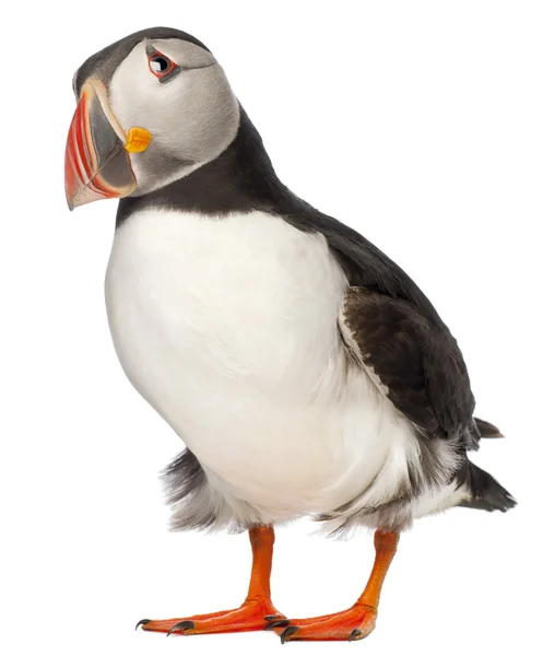 Atlantic Puffin or Common Puffin, Fratercula arctica, in front of white background — Stockfoto