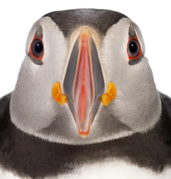 Close-up of Atlantic Puffin or Common Puffin, Fratercula arctica, in front of white background — Stock Photo, Image