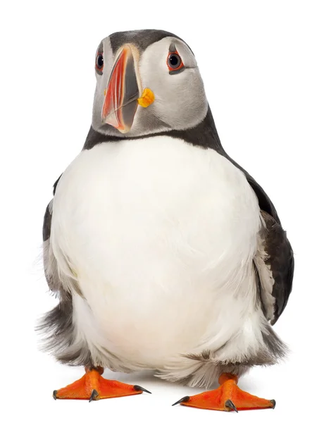 Lunnefågel eller gemensamma lunnefågel, fratercula arctica, framför vit bakgrund — Stockfoto