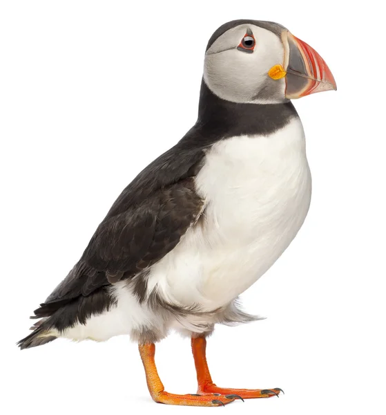 Atlantic Puffin or Common Puffin, Fratercula arctica, in front of white background — Stock Photo, Image
