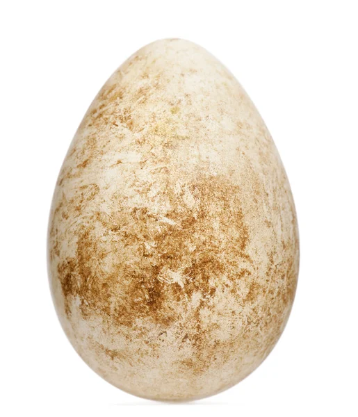 Huevo de frailecillo atlántico o frailecillo común con altura, Fratercula arctica, frente a fondo blanco — Foto de Stock