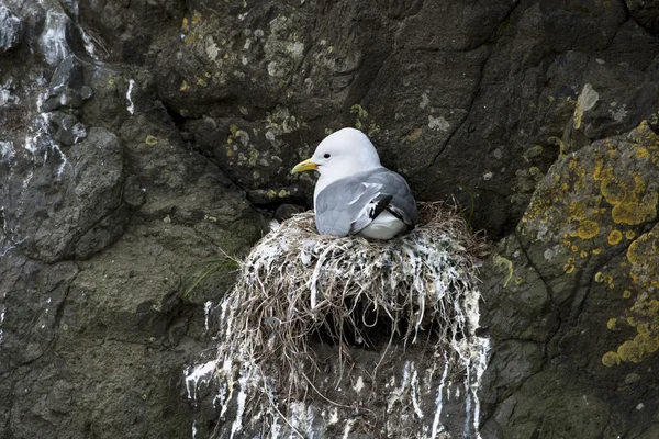 Seagull in nest on Mykines, Faroe Islands — Stock Photo, Image