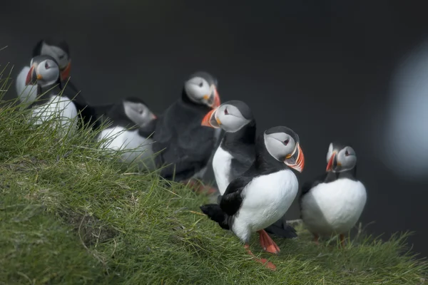 Puffin Atlantico o Puffin comune, Fratercula arctica, Mykines, Isole Faroe — Foto Stock