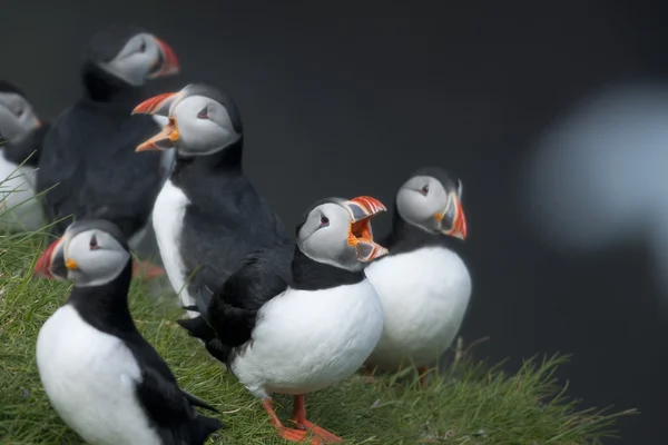 法罗群岛Mykines岛上的大西洋海雀或普通海雀、动物兄弟会 — 图库照片
