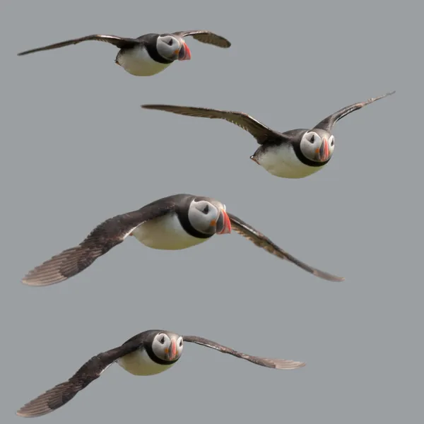 Lunnefågel eller gemensamma puffin flyga i luften, fratercula arctica, mykines, Färöarna — Stockfoto