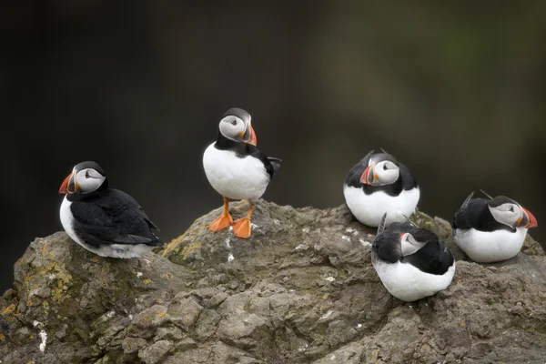 Puffin Atlantico o Puffin comune, Fratercula arctica, Mykines, Isole Faroe — Foto Stock