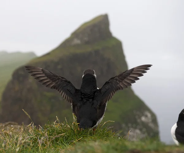 Puffin Atlântico ou Puffin Comum, Fratercula arctica, em Mykines, Ilhas Faroé — Fotografia de Stock