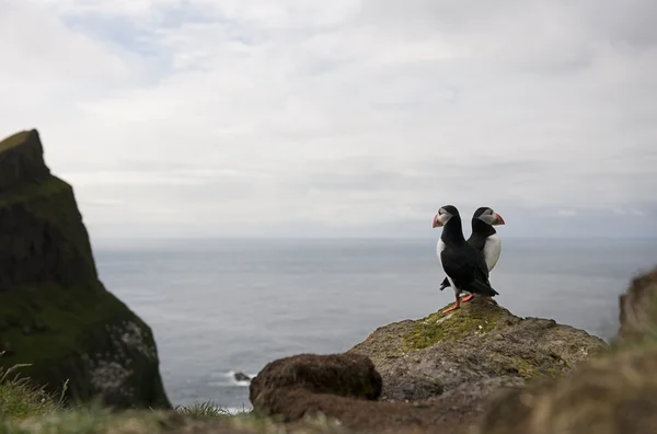 Atlantlunnefågel eller vanlig lunnefågel, Fratercula arctica, på Mykines, Färöarna — Stockfoto
