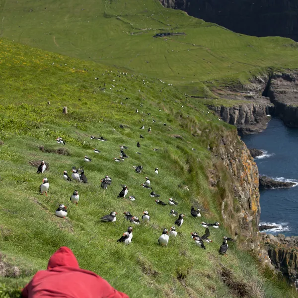Uomo che osserva la Puffin atlantica o Puffin comune, Fratercula arctica, su Mykines, Isole Faroe — Foto Stock