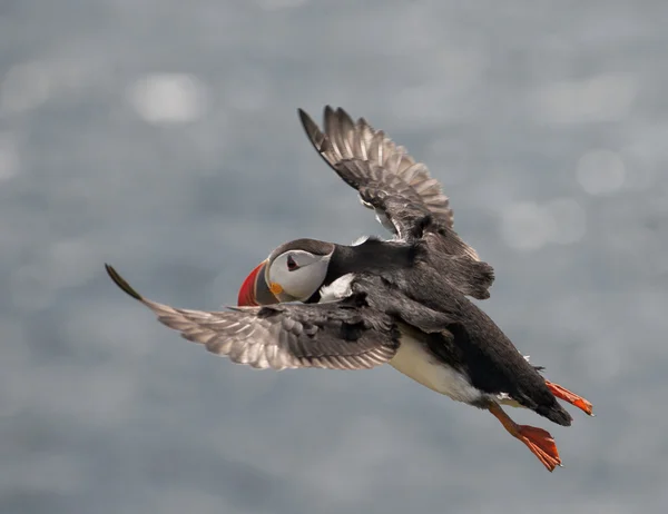 大西洋パフィン（英: Atlantic PuffinまたはCommon Puffin, Fratercula arctica, in flight on Mykines, Faroe Islands） — ストック写真