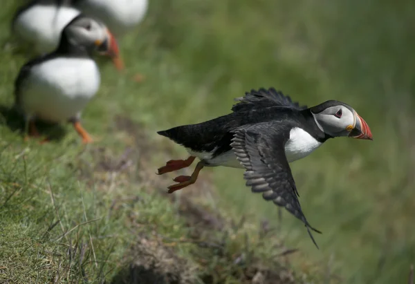 Puffin Atlantico o Puffin Comune, Fratercula arctica, in volo su Mykines, Isole Faroe — Foto Stock