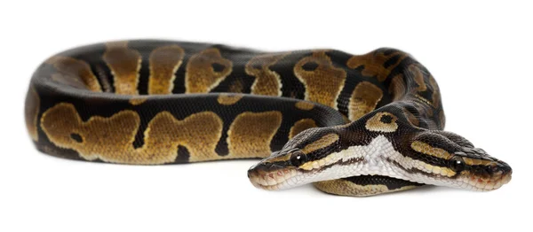 Two headed Royal Python or Ball Python, Python Regius, 1 year old, in front of white background — Stock Photo, Image