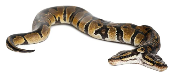 Dwa na czele royal python lub python piłkę, Pyton królewski, 1 roku życia, przed białym tle — Zdjęcie stockowe