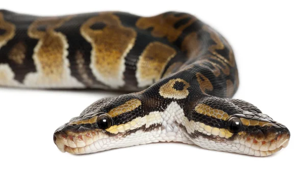 Close-up of Two headed Royal Python or Ball Python, Python Regius, 1 year old, in front of white background — 스톡 사진