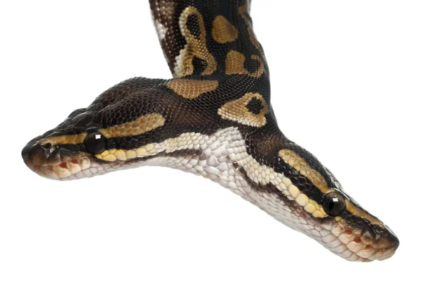Nahaufnahme einer zweiköpfigen Königspython oder Kugelpython, Python regius, 1 Jahr alt, vor weißem Hintergrund — Stockfoto