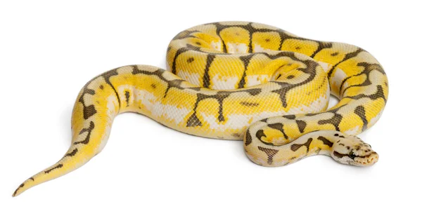Female Killerbee Royal python, bola python, Python regius, 1 año de edad, delante de fondo blanco — Foto de Stock