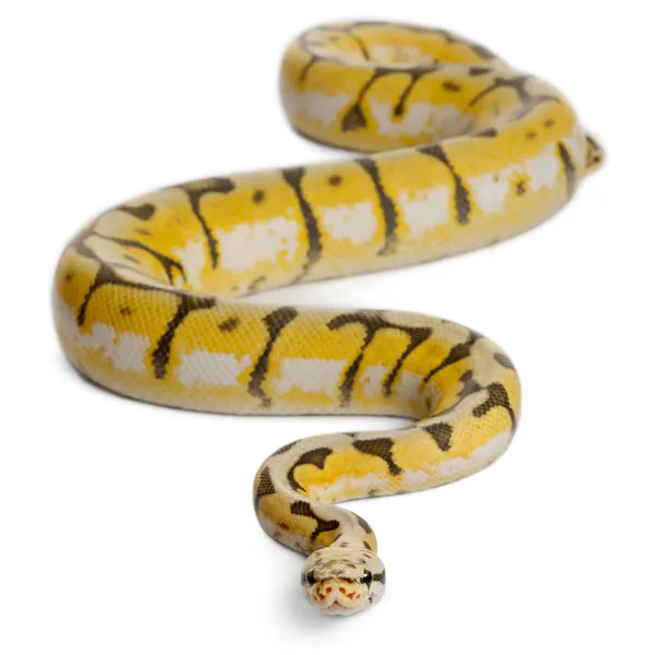 Female Killerbee Royal python, bola python, Python regius, 1 año de edad, delante de fondo blanco —  Fotos de Stock
