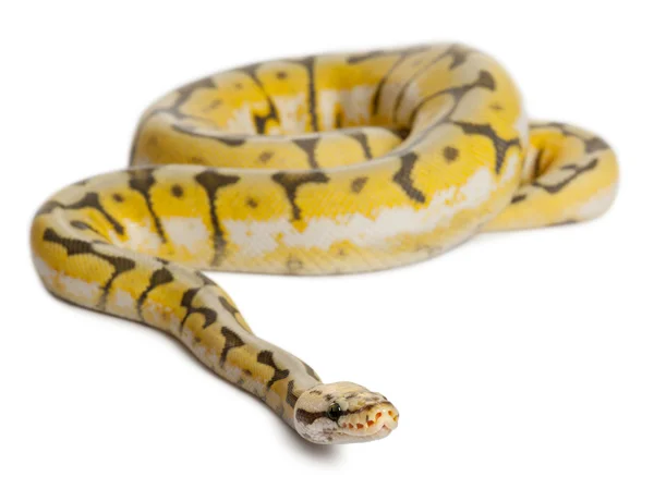 Killerbiene Königspython, Kugelpython, Python regius, 1 Jahr alt, vor weißem Hintergrund — Stockfoto