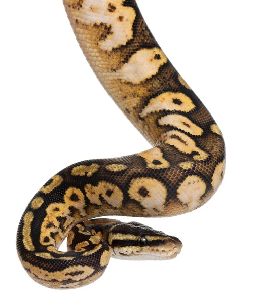 Hombre Pastel calico Python, Royal python o bola python, Python regius, 11 meses de edad, delante de fondo blanco —  Fotos de Stock