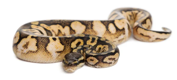 Masculino Pastel calico Python, Royal python ou ball python, Python regius, 11 meses, em frente ao fundo branco — Fotografia de Stock