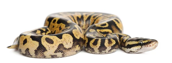 Hembra Pastel calico Python, Royal python o bola python, Python regius, delante de fondo blanco — Foto de Stock