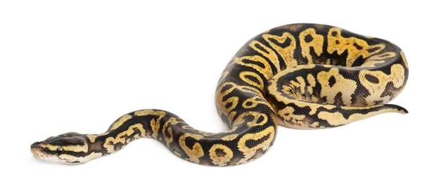 Hembra Pastel calico Python, Royal python o bola python, Python regius, delante de fondo blanco —  Fotos de Stock
