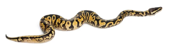 Female Pastel calico Python, Royal python or ball python, Python regius, in front of white background — Stock Photo, Image