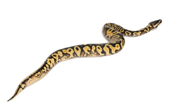 Female Pastel calico Python, Royal python or ball python, Python regius, in front of white background — 스톡 사진