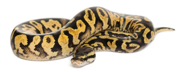 Naaraspuolinen Pastelli calico Python, Kuninkaallinen Python tai Pallopyton, Python regius, valkoisen taustan edessä — kuvapankkivalokuva