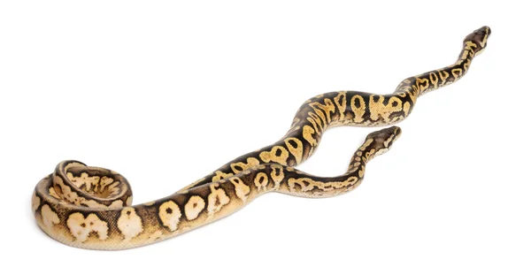 Pitones Pastel calico hembra y macho, pitón real o pitón bola, Python regius, delante de fondo blanco — Foto de Stock