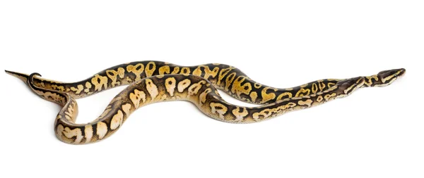 Männchen und Weibchen pastellfarbene Königspython, Kugelpython, Python regius, vor weißem Hintergrund — Stockfoto