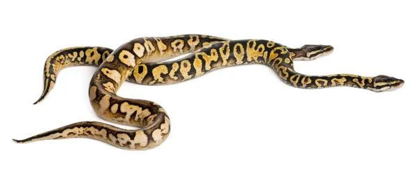 Erkek ve dişi pastel alaca Kraliyet python, top python, beyaz arka plan önünde python regius — Stok fotoğraf