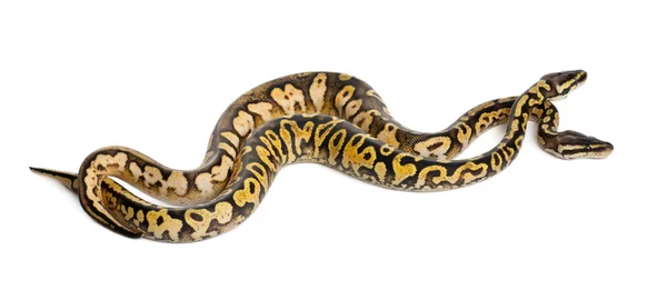 Männchen und Weibchen pastellfarbene Königspython, Kugelpython, Python regius, vor weißem Hintergrund — Stockfoto