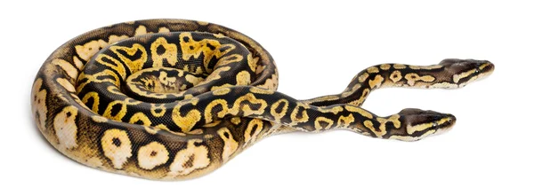 Macho y hembra Pastel calico Royal Python, bola python, Python regius, delante de fondo blanco —  Fotos de Stock