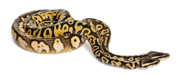 Maschio e femmina Pastello calico Royal Python, pitone palla, Python regius, davanti allo sfondo bianco — Foto Stock