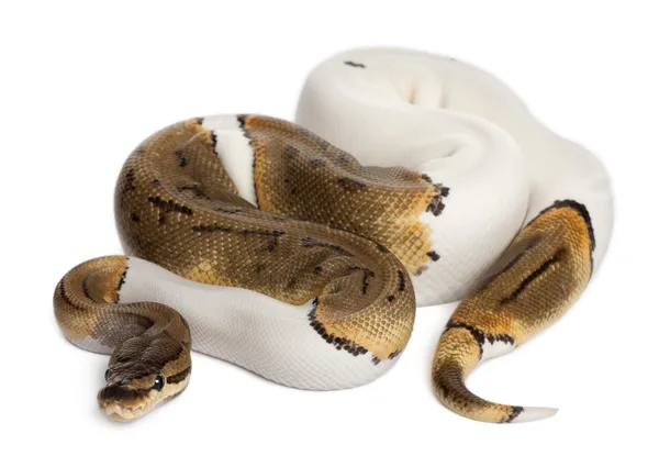 Θηλυκό ριγέ pied βασιλικό python, μπάλα python, python regius, 14 μηνών, μπροστά από το λευκό φόντο — Φωτογραφία Αρχείου